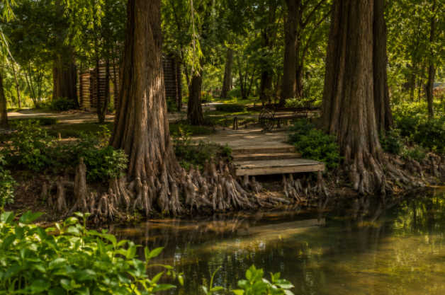 Tashkent Botanical Garden named after Academician Rusanov