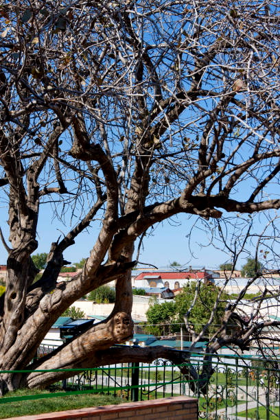 Pistachio tree near the mausoleum of Saint Daniel